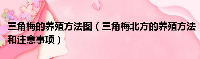 三角梅的养殖方法图 三角梅北方的养殖方法和注意事项