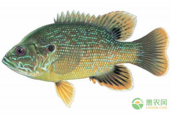 金边太阳鱼产地在哪 太阳鱼有哪些品种分类