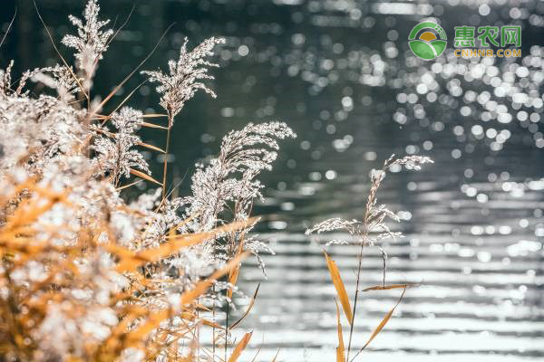 四九天是什么意思 如何养生