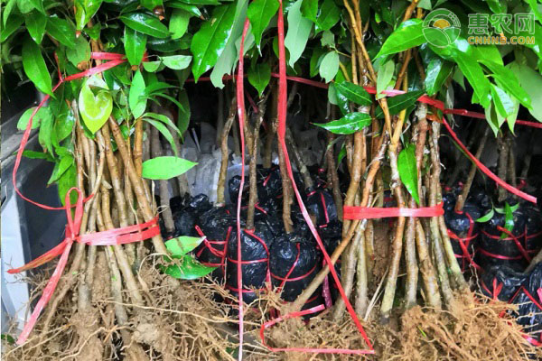 黑叶荔枝苗哪里有卖 荔枝苗是圈枝苗好还是嫁接苗好