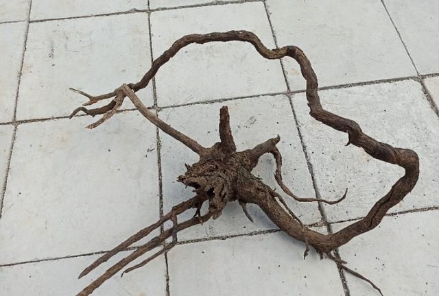 干树根一直在水里泡着能沉吗?为什么呢图3