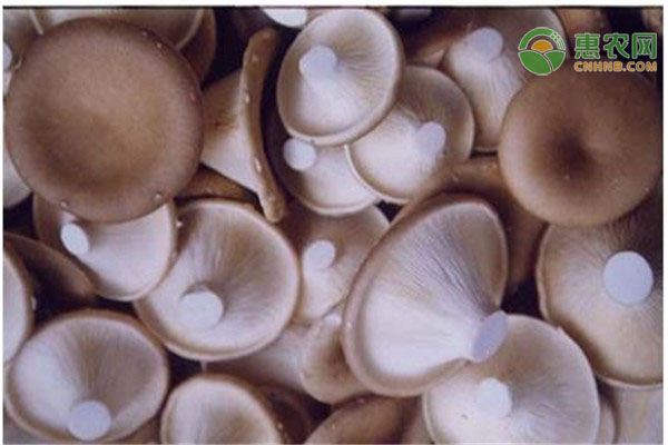 猪肚菇的产地在哪里 如何选购优质猪肚菇