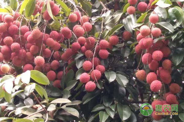 哪些水果吃了会上火