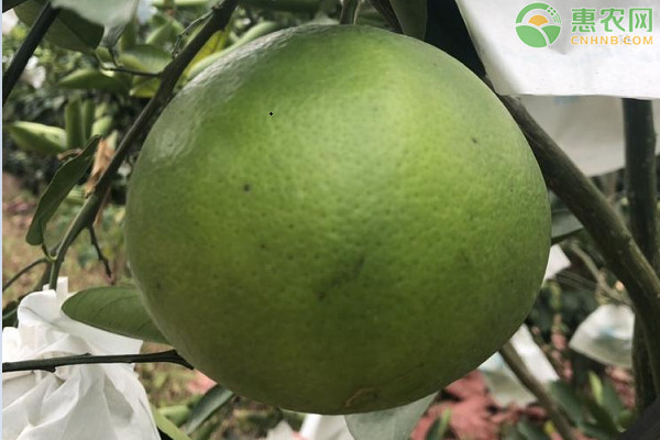 葡萄柚是什么水果 和柚子有什么区别