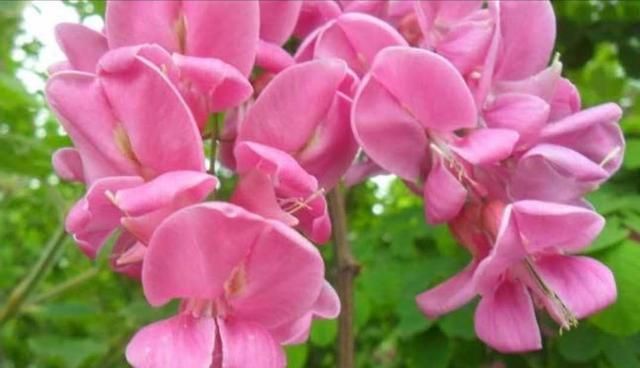 吃槐花有什么好处吗