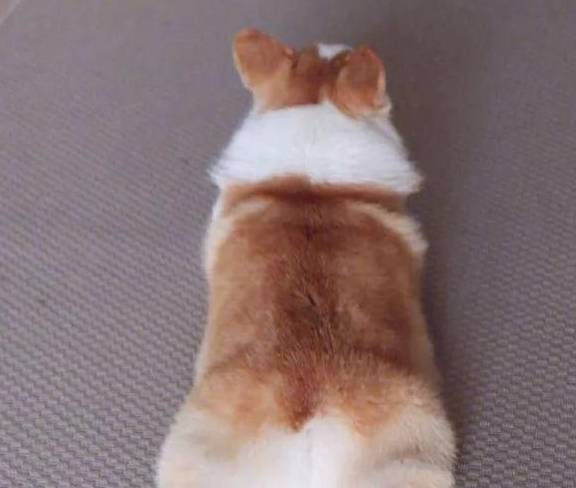 柯基能吃米饭吗？合理饮食，让你的柯基更健康