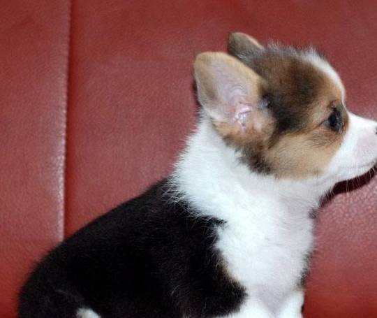 柯基能吃米饭吗？合理饮食，让你的柯基更健康