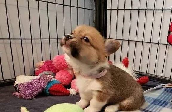 柯基能吃米饭吗？合理饮食，让你的柯基更健康