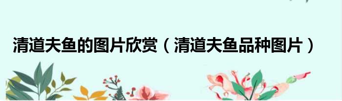 清道夫鱼的图片欣赏 清道夫鱼品种图片