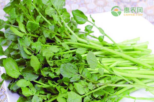 西洋菜价格一斤多少钱 怎么做好吃