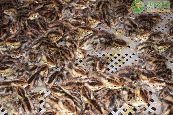 鹌鹑和鸽子的区别是什么 鹌鹑和鸽子要分开养吗