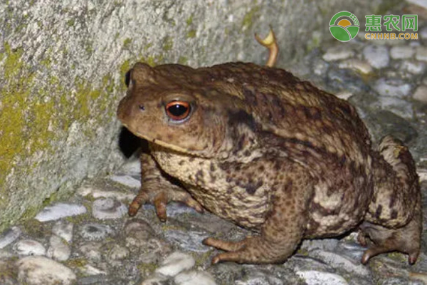 中华大蟾蜍是保护动物吗