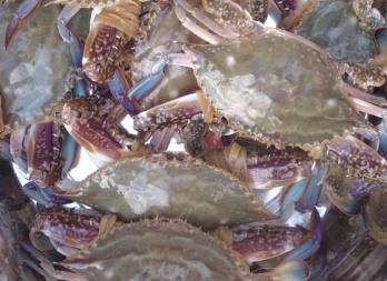 梭子蟹怎么冷冻保存(蒸梭子蟹正确方法蒸几分钟)图4