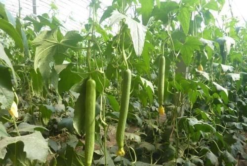 丝瓜不结果什么原因,丝瓜开花不结果什么原因图8