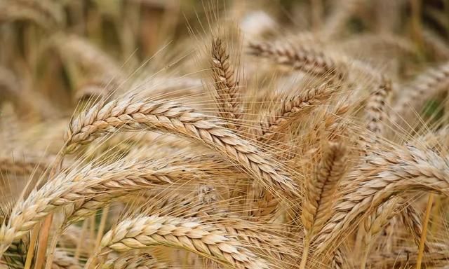 全谷物和杂豆食物有哪些(五谷杂粮怎么吃比较好)图1