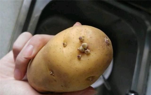 土豆发芽能吃吗(土豆发芽能吃吗医生回答)图1