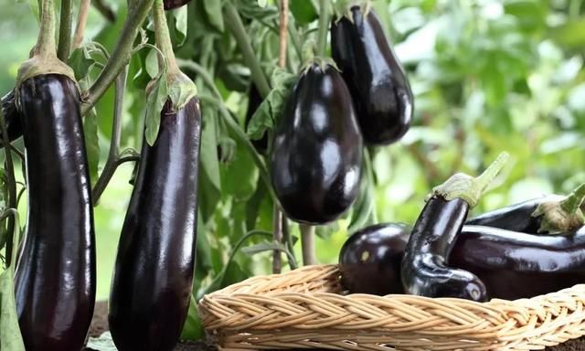 冰箱里放什么菜不容易坏图5