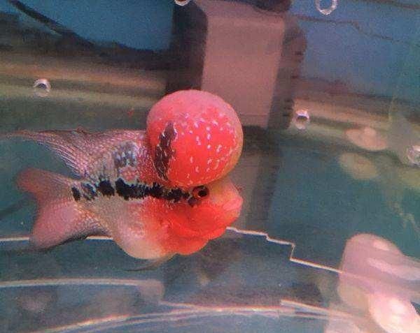 食盐对观赏鱼到底有没有杀菌作用呢