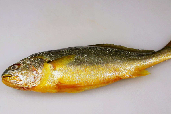 黄花鱼是海鱼对吗