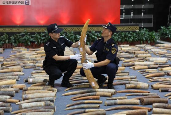 象牙价格_非洲象牙价格_非洲象牙手镯价格