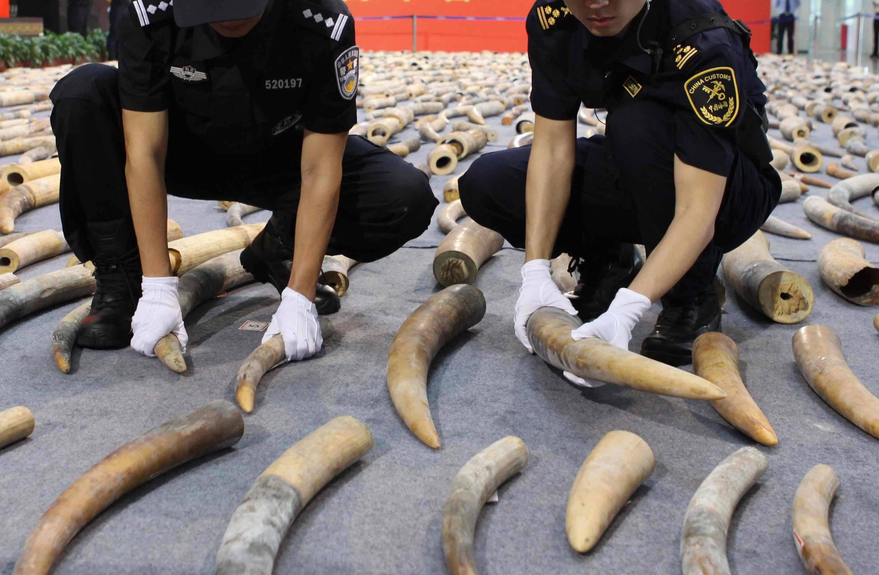 象牙价格_非洲象牙价格_非洲象牙手镯价格