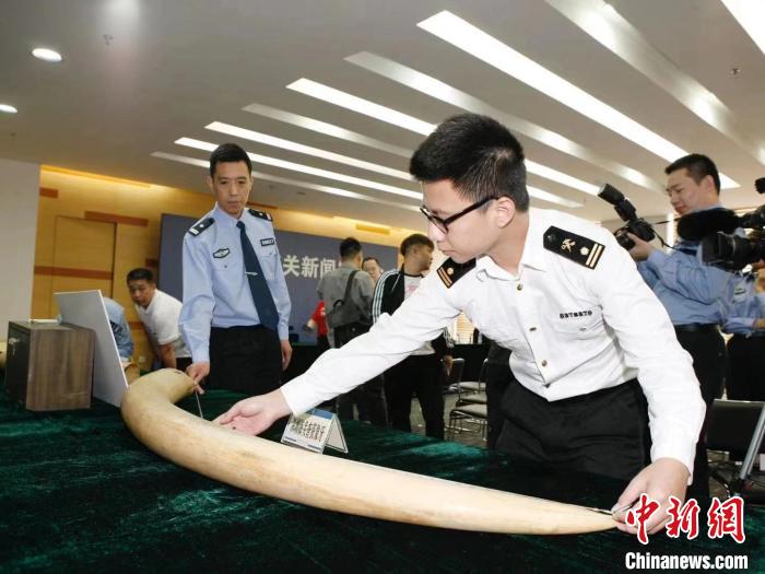 非洲象牙价格_非洲象牙手镯价格_象牙价格