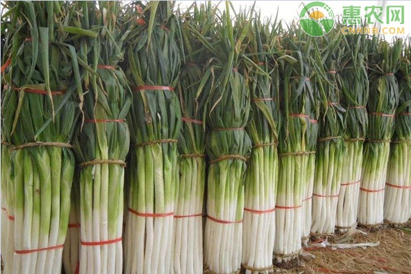 大葱尖椒忙涨价 是哪些原因造成的