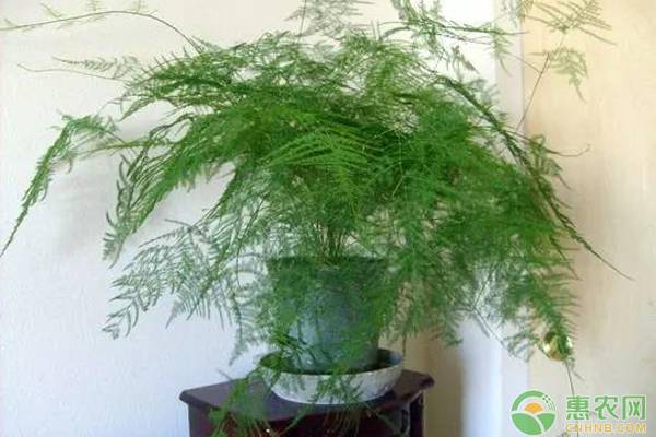 怕冻的花卉有哪些