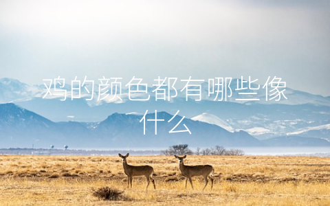 鸡的颜色都有哪些像什么