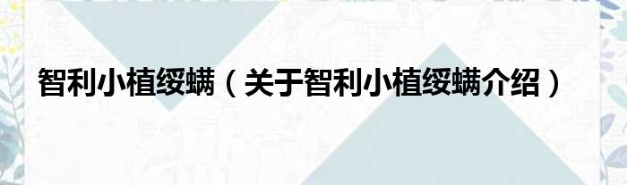 智利小植绥螨 关于智利小植绥螨介绍