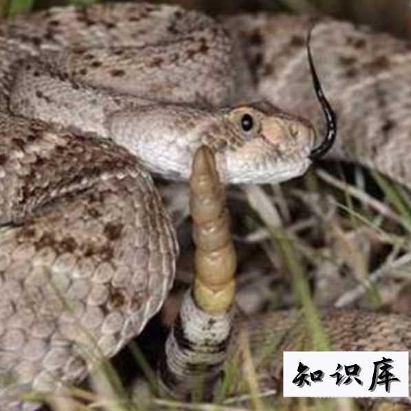 响尾蛇的尾巴有什么作用 响尾蛇的尾巴有什么作用 用四个字概