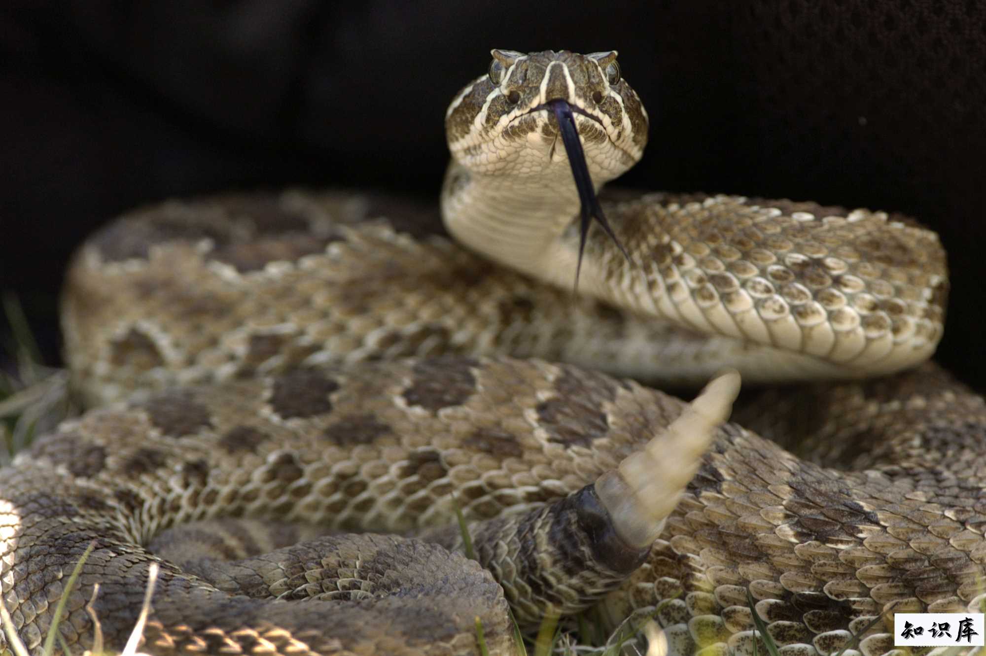  响尾蛇的尾巴有什么作用 响尾蛇的尾巴有什么作用,用四个字概 科普