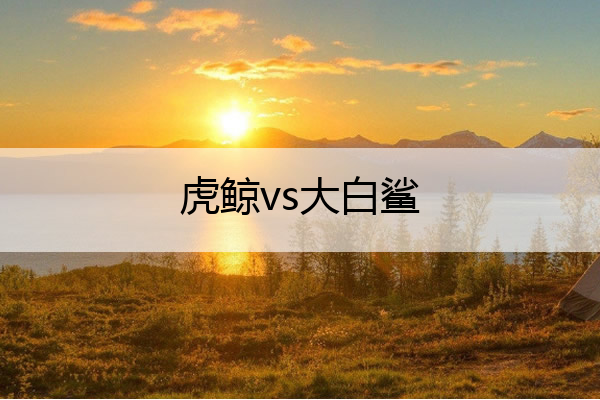 虎鲸vs大白鲨 虎鲸vs大白鲨儿歌英文版