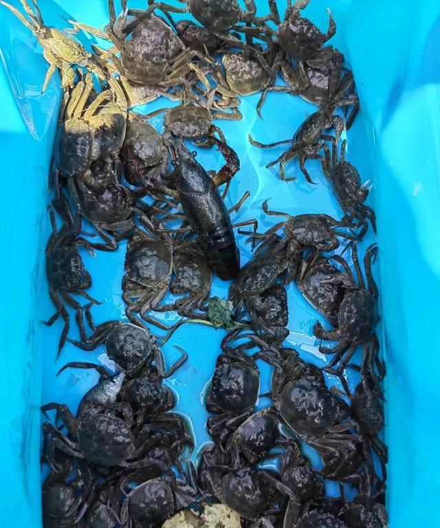 江苏一河道螃蟹泛滥 钓鱼人：一条鱼都钓不到 网友：螃蟹比鱼香