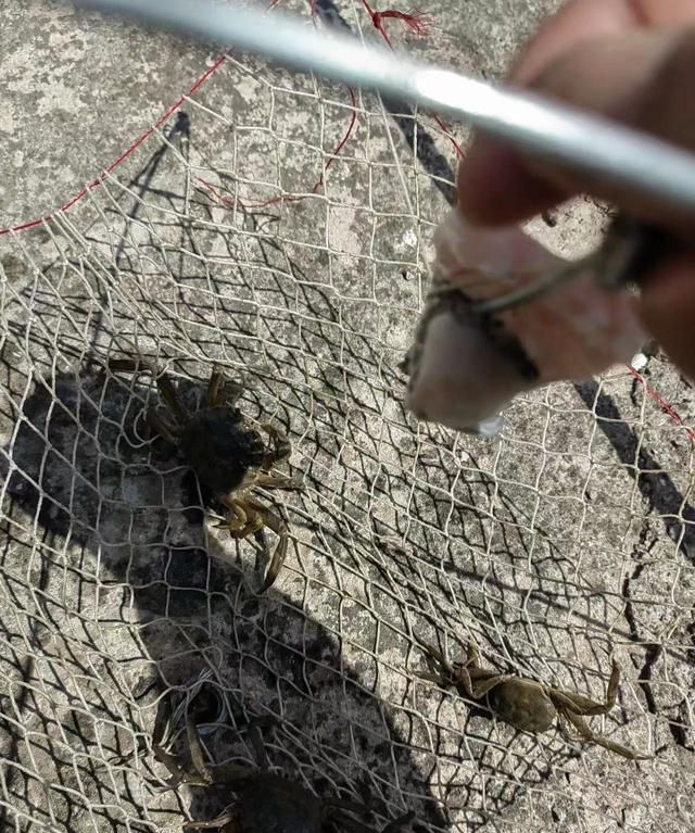 江苏一河道螃蟹泛滥,钓鱼人:一条鱼都钓不到,网友:螃蟹比鱼香图3