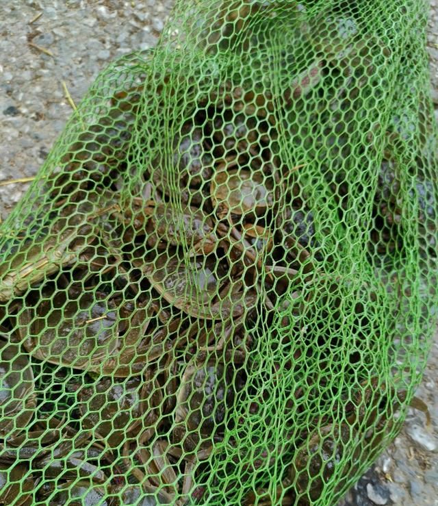 江苏一河道螃蟹泛滥,钓鱼人:一条鱼都钓不到,网友:螃蟹比鱼香图4