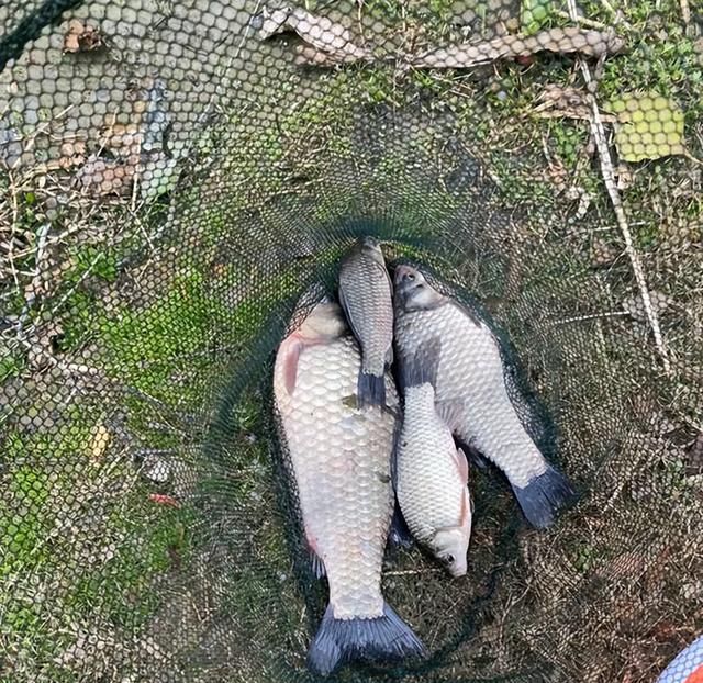 江苏一河道螃蟹泛滥,钓鱼人:一条鱼都钓不到,网友:螃蟹比鱼香图6