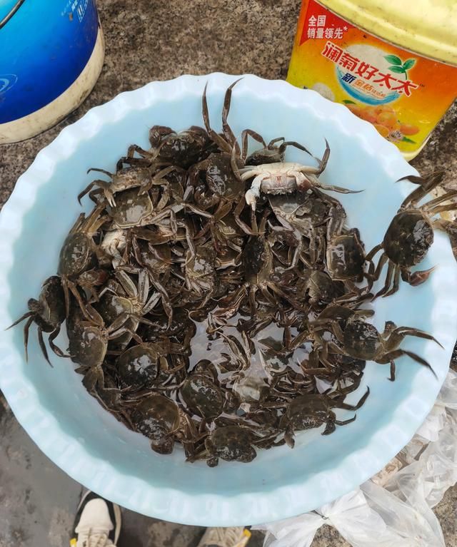 江苏一河道螃蟹泛滥,钓鱼人:一条鱼都钓不到,网友:螃蟹比鱼香图7