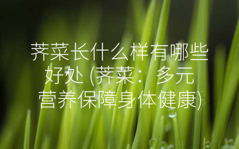 荠菜长什么样有哪些好处 (荠菜：多元营养保障身体健康)