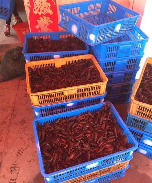 新手养殖小龙虾教程 新手养殖小龙虾如何养