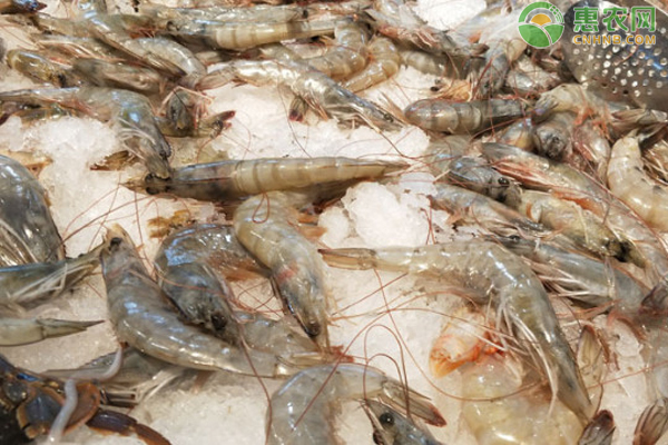 草虾和明虾哪个好吃 哪个更贵