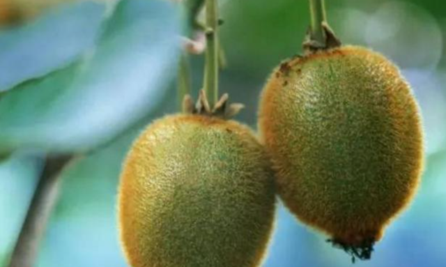 猕猴桃硬邦邦 还没有放软就烂了 怎么回事