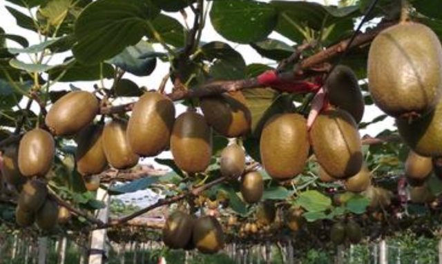 猕猴桃硬邦邦,还没有放软就烂了,怎么回事图4