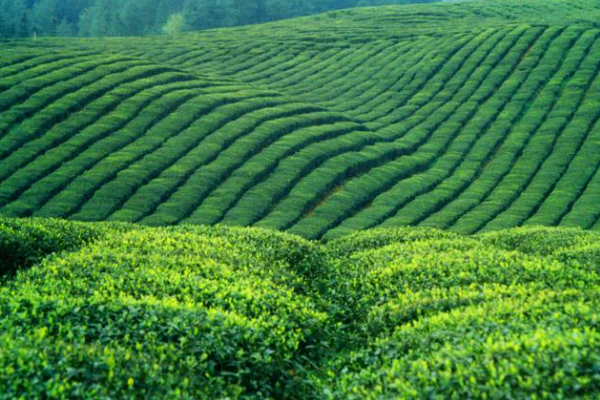 茶叶怎么炒制才香