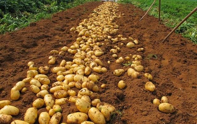 楼房土豆怎样储存才不发芽 南方的土豆怎样保存才放得更久