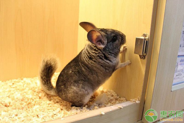 龙猫是什么动物