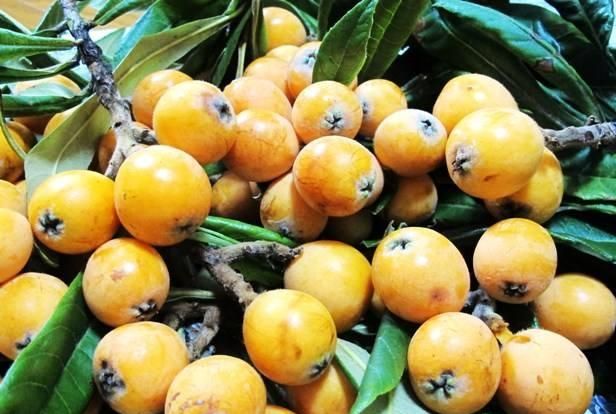 自家种的枇杷熟了 适合新手种的枇杷