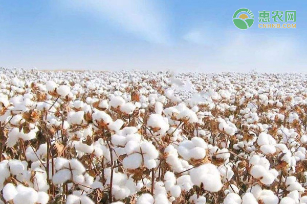 尤卡坦棉是什么棉花 我国棉花产地主要集中在哪里