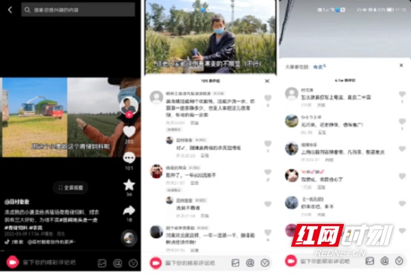收割青小麦当饲料 一亩可卖1500元 专家：此举赚钱不靠谱