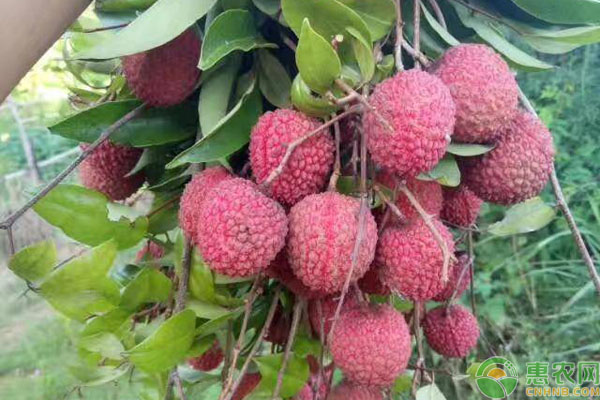 黑叶荔枝为什么便宜 几月份成熟上市